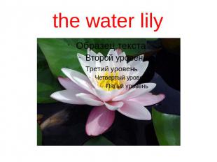 the water lily