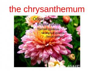the chrysanthemum
