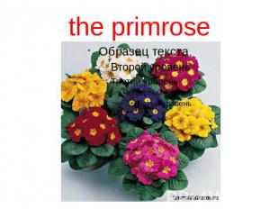 the primrose