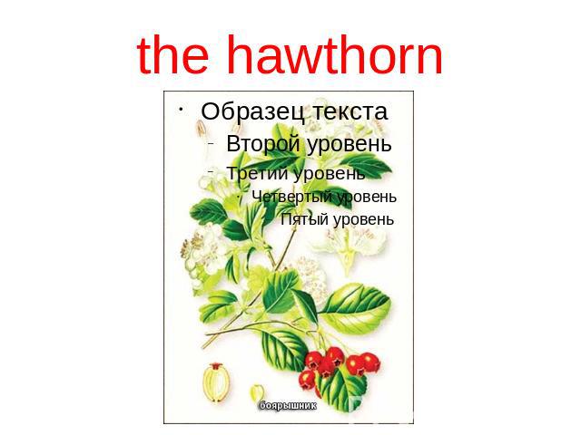 the hawthorn