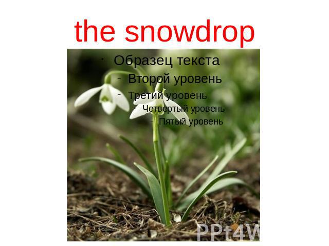 the snowdrop