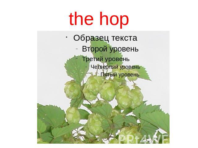 the hop