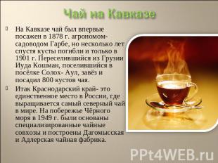 Чай на Кавказе На Кавказе чай был впервые посажен в 1878 г. агрономом- садоводом