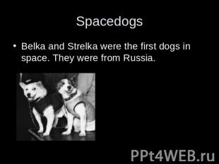 Spacedogs Belka and Strelka were the first dogs in space. They were from Russia.