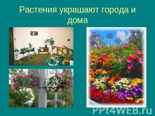 Растения украшают города и дома