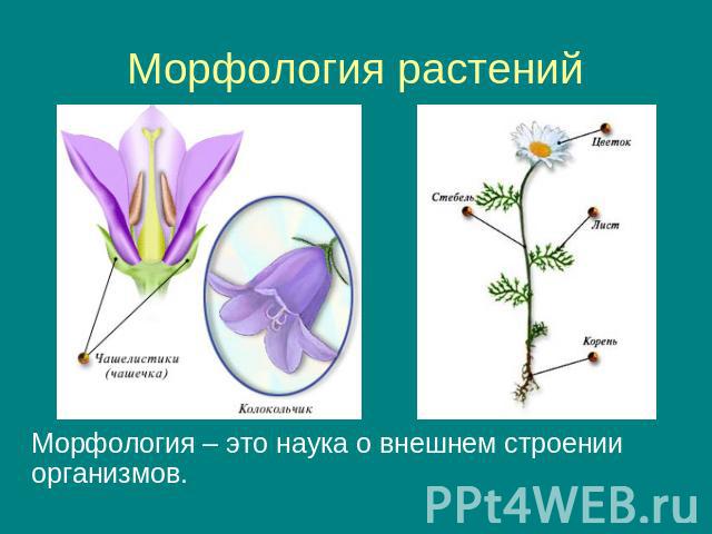 Морфология растений Морфология – это наука о внешнем строении организмов.