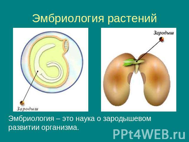 Эмбриология растений Эмбриология – это наука о зародышевом развитии организма.