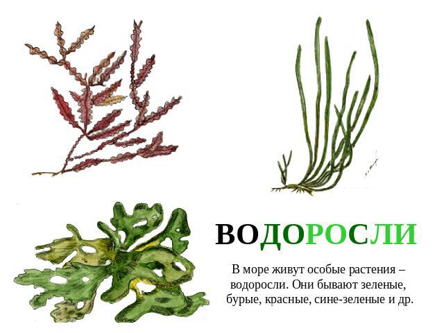 ВОДОРОСЛИВ море живут особые растения – водоросли. Они бывают зеленые, бурые, красные, сине-зеленые и др.