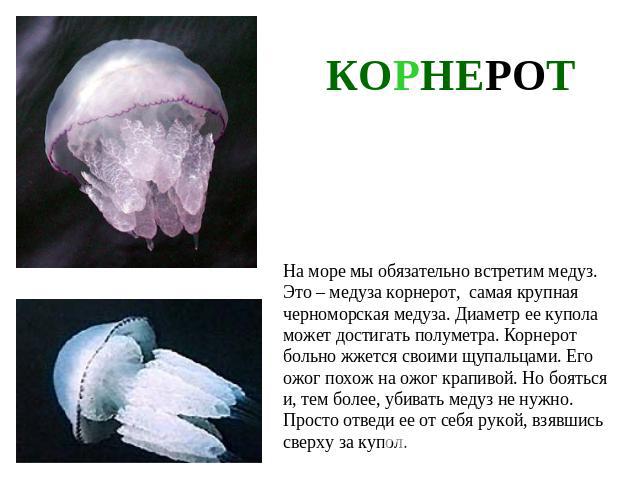 КОРНЕРОТНа море мы обязательно встретим медуз. Это – медуза корнерот, самая крупная черноморская медуза. Диаметр ее купола может достигать полуметра. Корнерот больно жжется своими щупальцами. Его ожог похож на ожог крапивой. Но бояться и, тем более,…