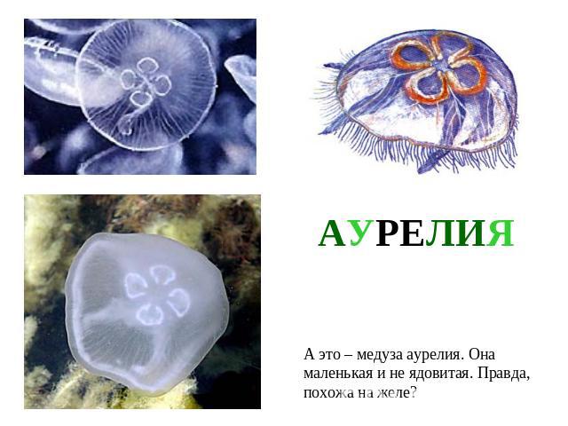 АУРЕЛИЯА это – медуза аурелия. Она маленькая и не ядовитая. Правда,похожа на желе?