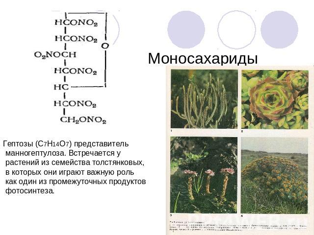 Моносахариды Гептозы (С7Н14О7) представитель манногептулоза. Встречается у растений из семейства толстянковых, в которых они играют важную роль как один из промежуточных продуктов фотосинтеза.