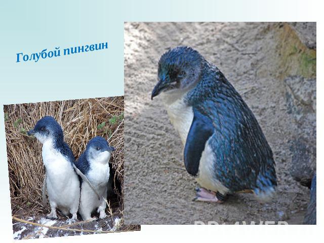 Голубой пингвин