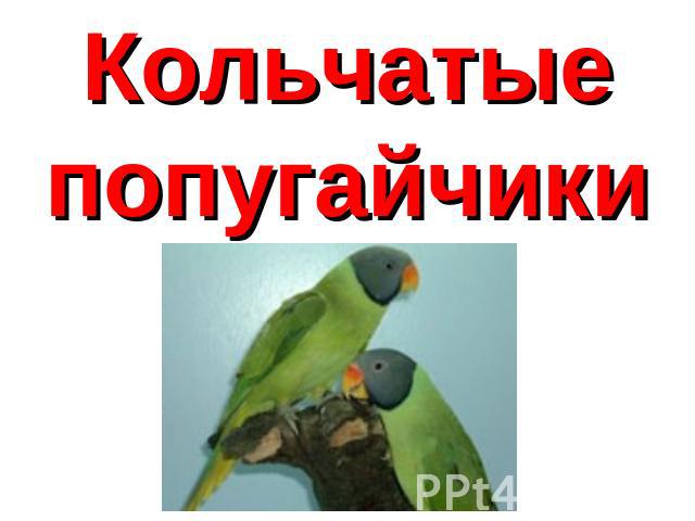 Кольчатые попугайчики