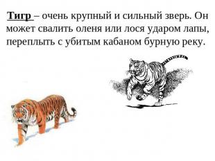 Тигр – очень крупный и сильный зверь. Он может свалить оленя или лося ударом лап