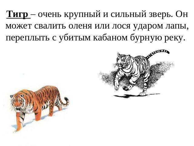 Тигр – очень крупный и сильный зверь. Он может свалить оленя или лося ударом лапы, переплыть с убитым кабаном бурную реку.