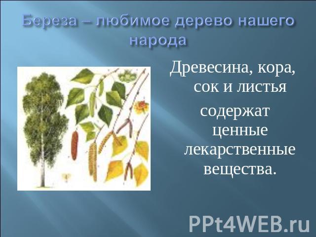 Береза – любимое дерево нашего народа Древесина, кора, сок и листья содержат ценные лекарственные вещества.