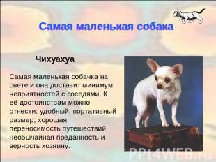 Самая маленькая собака ЧихуахуаСамая маленькая собачка на свете и она доставит м