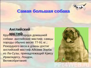 Самая большая собакаАнглийский мастиф Крупнейшая порода домашней собаки -английс