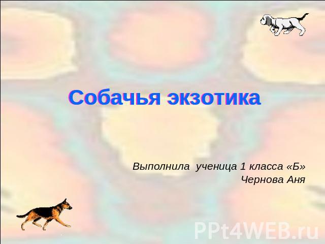 Собачья экзотика Выполнила ученица 1 класса «Б» Чернова Аня