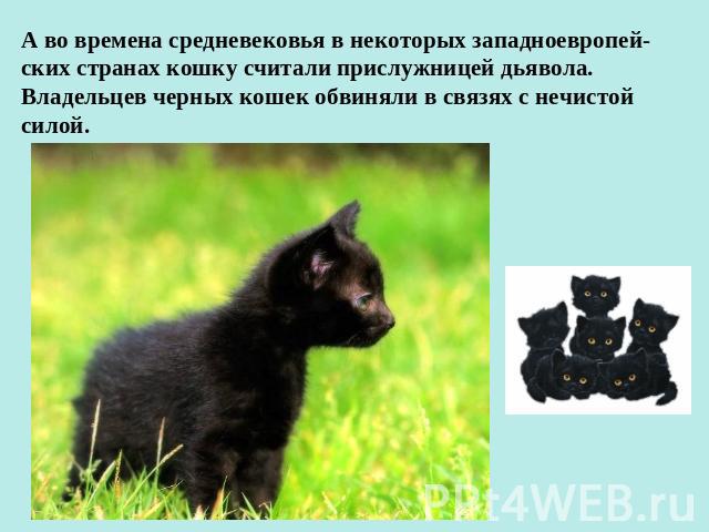 А во времена средневековья в некоторых западноевропей-ских странах кошку считали прислужницей дьявола. Владельцев черных кошек обвиняли в связях с нечистой силой.