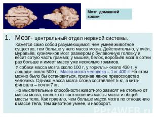 Мозг домашней кошкиМозг- центральный отдел нервной системы. Кажется само собой р