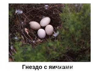 Гнездо с яичками