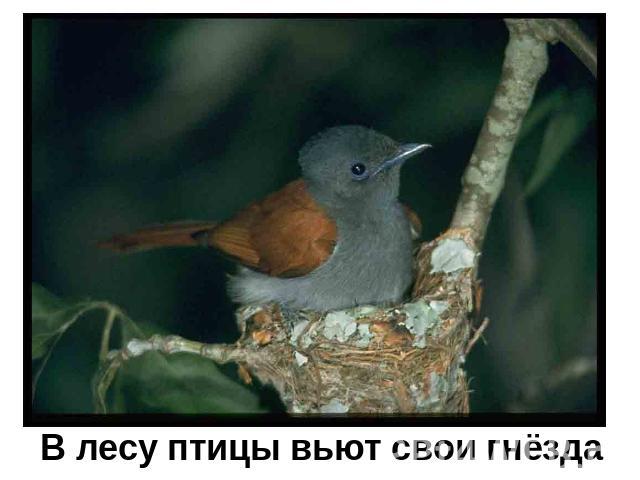 В лесу птицы вьют свои гнёзда
