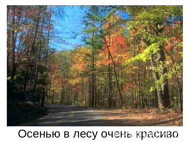 Осенью в лесу очень красиво