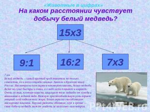 «Животные в цифрах» На каком расстоянии чувствует добычу белый медведь?7 км. Бел