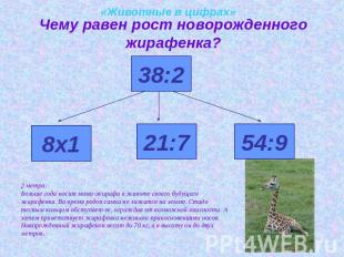 «Животные в цифрах»Чему равен рост новорожденного жирафенка?2 метра. Больше года