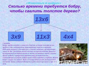 «Животные в цифрах»Сколько времени требуется бобру, чтобы свалить толстое дерево