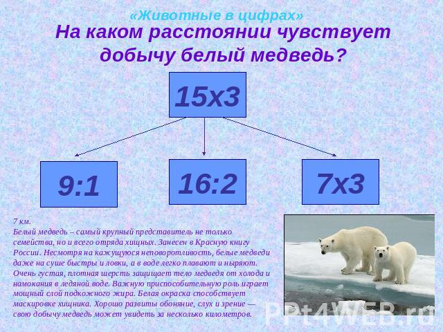 «Животные в цифрах» На каком расстоянии чувствует добычу белый медведь?7 км. Белый медведь – самый крупный представитель не только семейства, но и всего отряда хищных. Занесен в Красную книгу России. Несмотря на кажущуюся неповоротливость, белые мед…