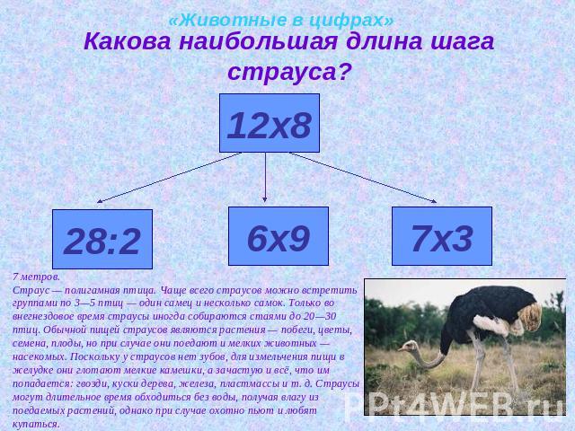 «Животные в цифрах»Какова наибольшая длина шага страуса?7 метров.Страус — полигамная птица. Чаще всего страусов можно встретить группами по 3—5 птиц — один самец и несколько самок. Только во внегнездовое время страусы иногда собираются стаями до 20—…