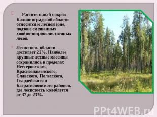     Растительный покров Калининградской области относится к лесной зоне, подзоне