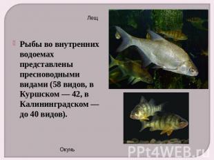 Рыбы во внутренних водоемах представлены пресноводными видами (58 видов, в Куршс