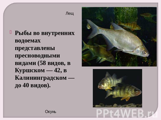 Рыбы во внутренних водоемах представлены пресноводными видами (58 видов, в Куршском — 42, в Калининградском — до 40 видов).