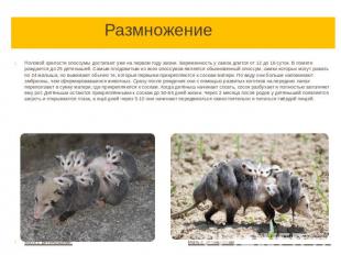 Размножение Половой зрелости опоссумы достигают уже на первом году жизни. Береме