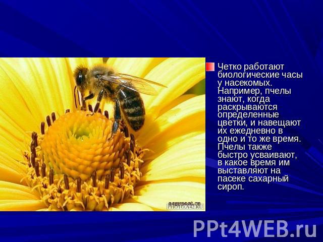 Четко работают биологические часы у насекомых. Например, пчелы знают, когда раскрываются определенные цветки, и навещают их ежедневно в одно и то же время. Пчелы также быстро усваивают, в какое время им выставляют на пасеке сахарный сироп.