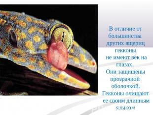 В отличие от большинства других ящериц гекконы не имеют век на глазах. Они защищ