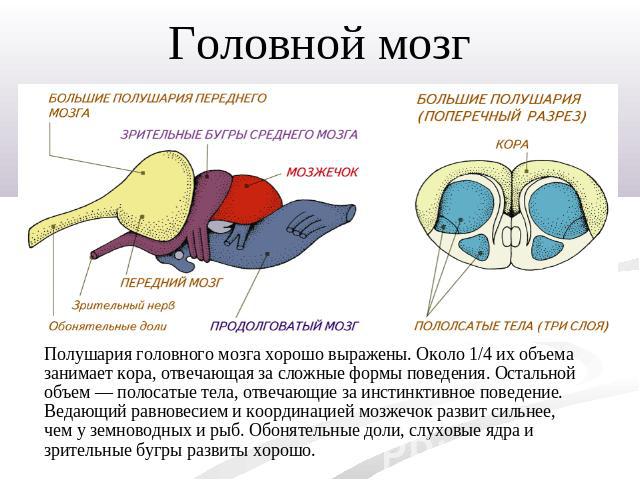 Головной мозгПолушария головного мозга хорошо выражены. Около 1/4 их объема занимает кора, отвечающая за сложные формы поведения. Остальной объем — полосатые тела, отвечающие за инстинктивное поведение. Ведающий равновесием и координацией мозжечок р…