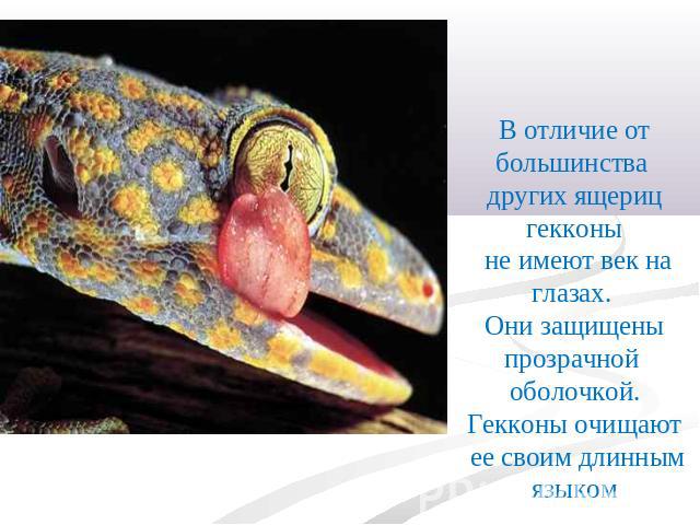 В отличие от большинства других ящериц гекконы не имеют век на глазах. Они защищены прозрачной оболочкой. Гекконы очищают ее своим длинным языком