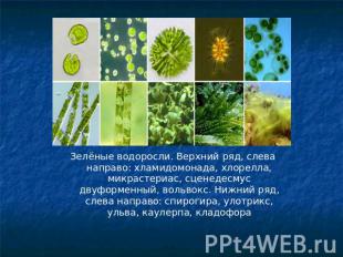 Зелёные водоросли. Верхний ряд, слева направо: хламидомонада, хлорелла, микрасте