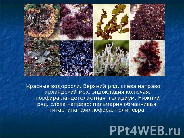 Красные водоросли. Верхний ряд, слева направо: ирландский мох, эндокладия колючая, порфира ланцетолистная, гелидиум. Нижний ряд, слева направо: пальмария обманчивая, гигартина, филлофора, полиневра
