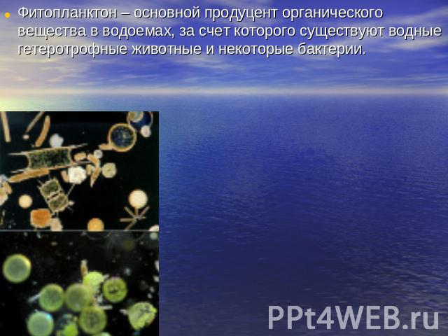 Фитопланктон – основной продуцент органического вещества в водоемах, за счет которого существуют водные гетеротрофные животные и некоторые бактерии.