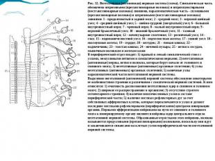 Рис. 32. Вегетативная (автономная) нервная система (схема). Симпатическая часть