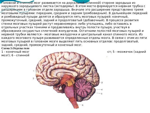 Спинной мозг из эктодермы
