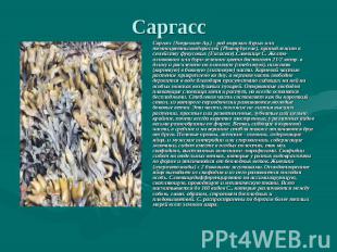 Саргасс Саргасс (Sargassum Ag.) - род морских бурых или темноцветныхводорослей (