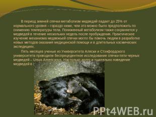 В период зимней спячки метаболизм медведей падает до 25% от нормального уровня –