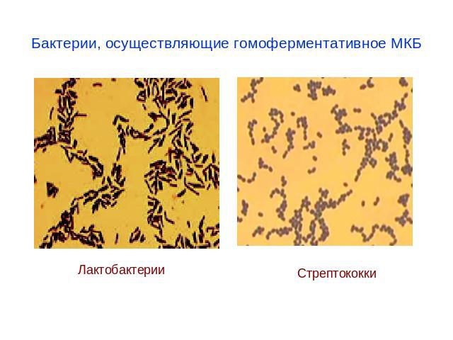 Бактерии, осуществляющие гомоферментативное МКБ ЛактобактерииСтрептококки