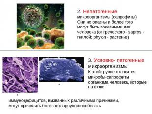 2. Непатогенные микроорганизмы (сапрофиты)Они не опасны и более того могут быть